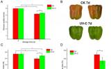 北京市农林科学院揭示紫外线辐照调控青椒果实采后成熟衰老新机制