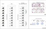 高场磁共振成像，科学家发现强磁场可缓解小鼠的焦虑和抑郁症